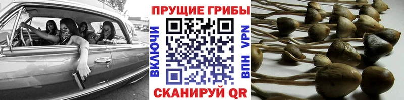 Псилоцибиновые грибы мицелий  Купить где  Свободный 